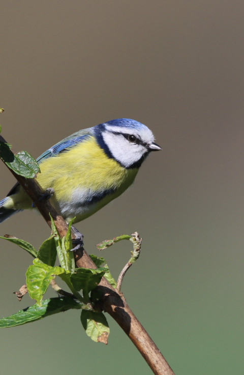 Blue tit on a tree branch, getting ready to fly.