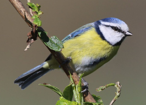 Photo of a blue tit on a tree branch, getting ready to fly.