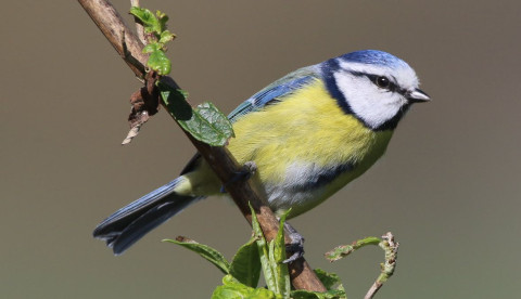 Photo of a blue tit on a tree branch, getting ready to fly.